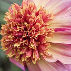 Dahlias, Dahlia Types, dahlia Varieties, Cactus Dahlias, Semi Cactus Dahlias, Decorative Dahlias, Pompon Dahlias, Ball Dahlias, Anemone Dahlias, Collarette Dahlias, Mignon Dahlias, Single Dahlias, Peony Dahlias, Orchid Dahlias, Waterlily Dahlias